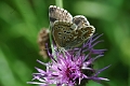 chalkhill blue butterfly-1